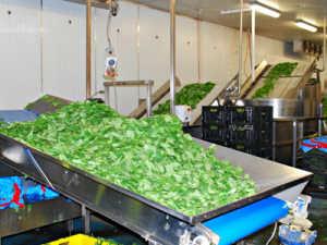 Bulmer Farms Wash Line Spinach Baby leaf