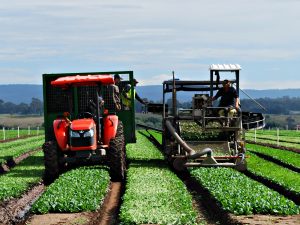 Bulmer Farms Spinach Harvesting