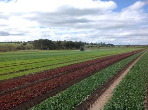 Bulmer Farms Fancy Lettuce